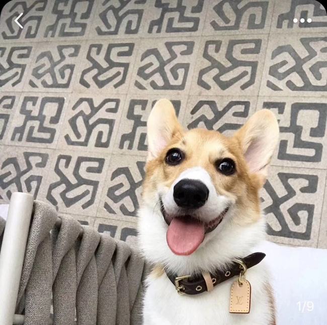 Ошейник Louis Vuitton M58072 Baxter Dog Collar PM Monogram Canvas "Brown" фото № 10